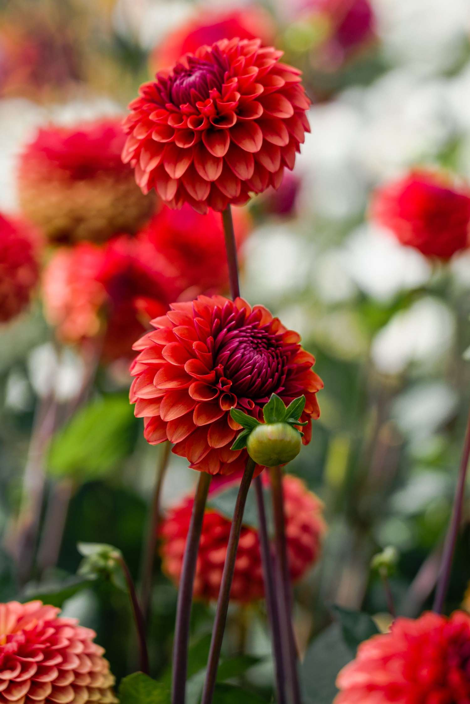 Daalia 'Brown Sugar'